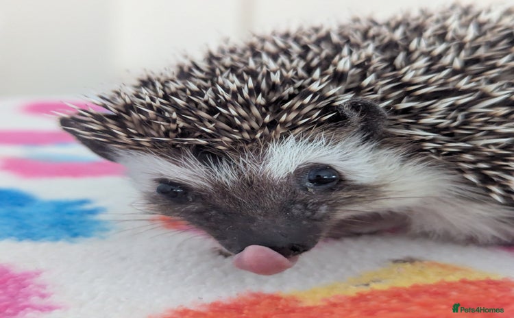 Pygmy Hedgehog rodents - Advert 2