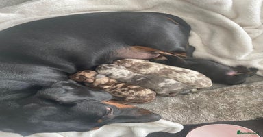Miniature Dachshund dogs - Advert 9