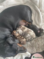 Miniature Dachshund dogs - Advert 9
