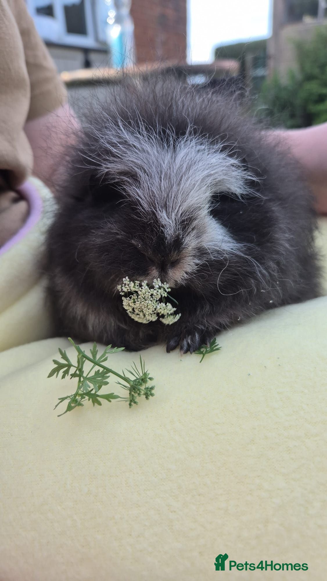 Guinea Pig rodents Cuddly Swiss Boar - Advert 1