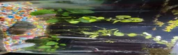 Live Bearers fish for sale: Guppy fry for sale - Advert 1