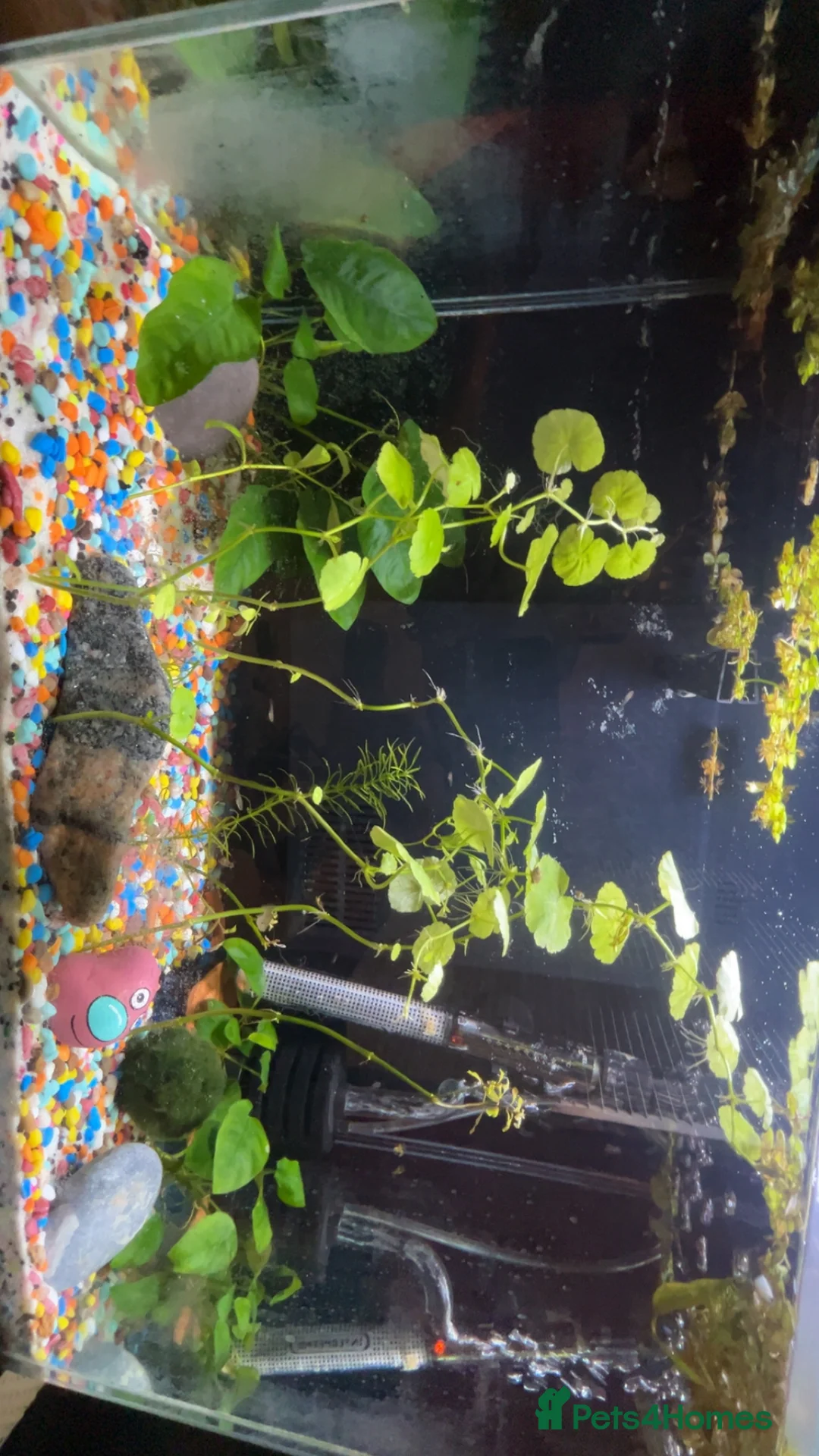 Live Bearers fish for sale: Guppy fry for sale - Advert 1