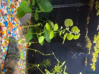 Live Bearers fish Guppy fry for sale - Advert 1