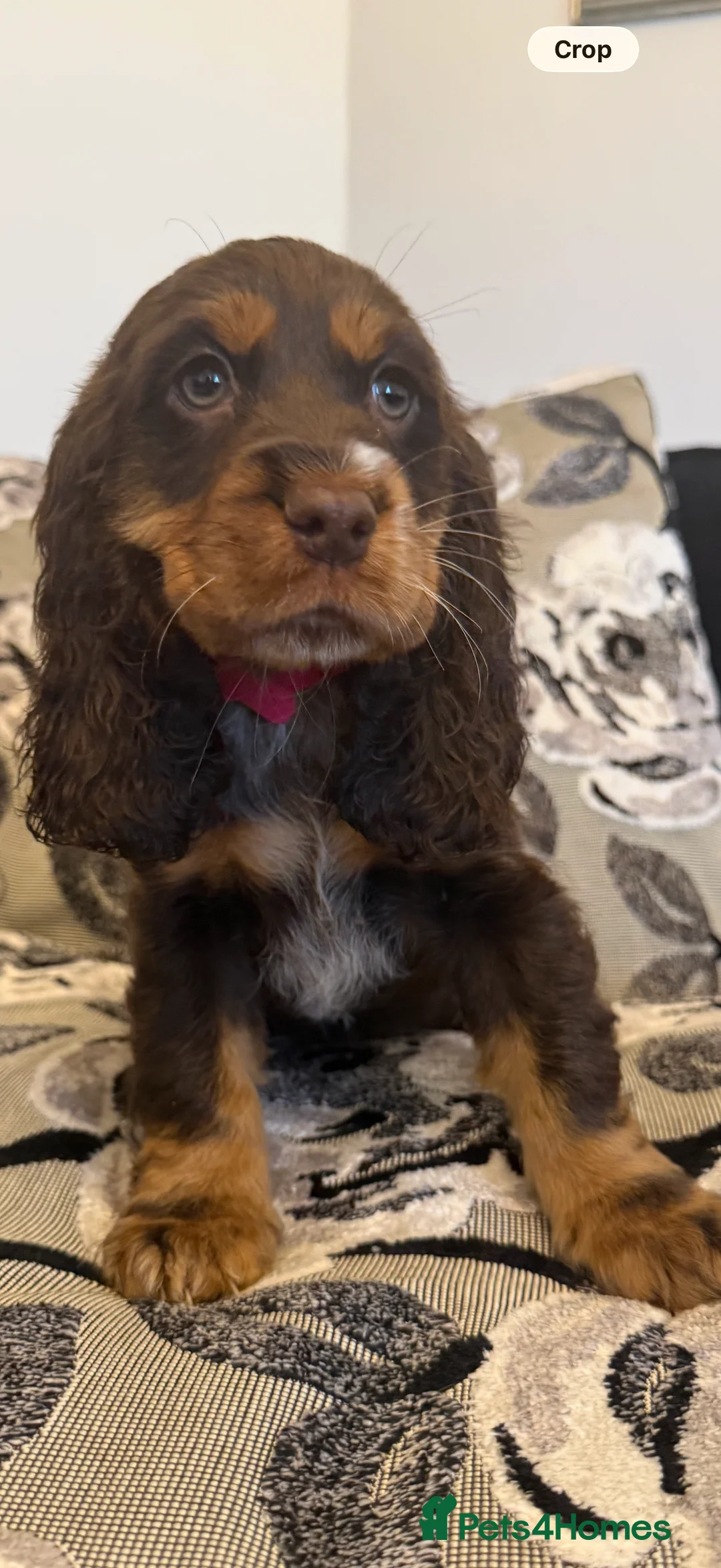 Cocker Spaniel dogs for sale: Chucky KC Cocker Spaniel Pup’s Ready Now - Advert 2
