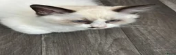 Ragdoll cats for sale: Ragdoll kitten  - Advert 5