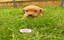 Labrador Retriever dogs for sale: Labrador Retriever Puppies  - Image 2