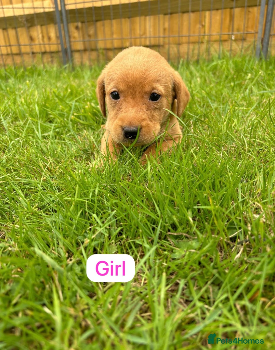 Labrador Retriever dogs for sale: Labrador Retriever Puppies  - Image 2