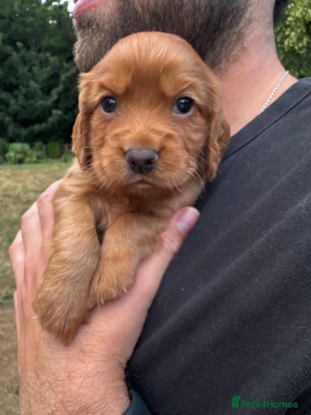 Cocker Spaniel dogs for sale: Health Tested Clear Cocker Spaniel Puppies  - Image 1