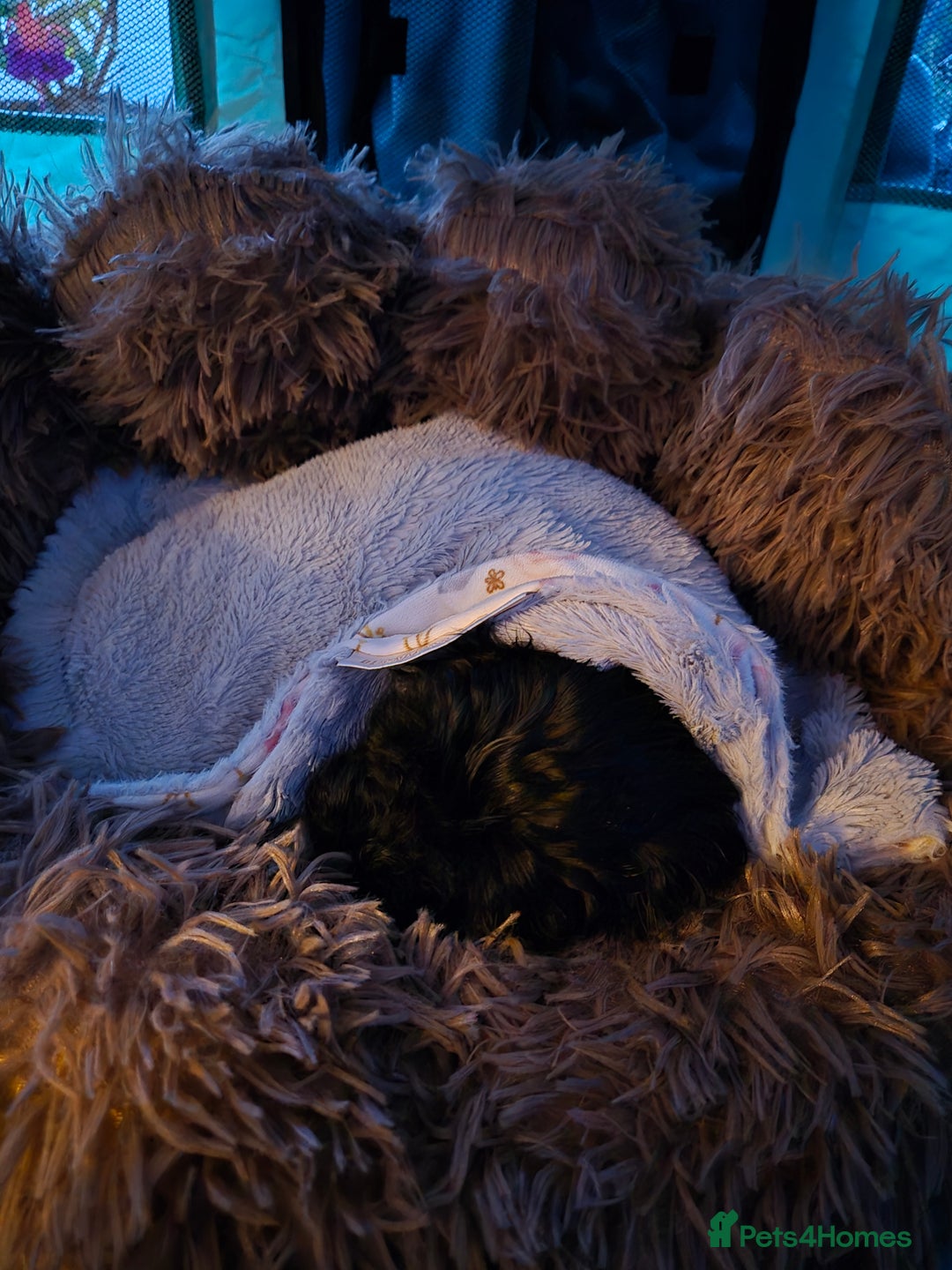 Cavapoo dogs for sale: 12 week Cavapoo male - Image 8