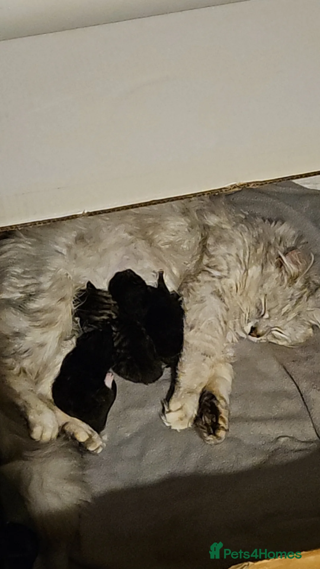 Mixed Breed cats for sale: Beautiful kittens for sale - Advert 2