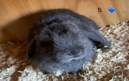 French Lop rabbits for sale: French lop - Image 1