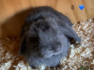 French Lop rabbits - Advert 3