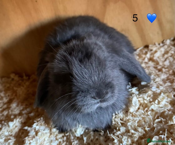 French Lop rabbits - Advert 1