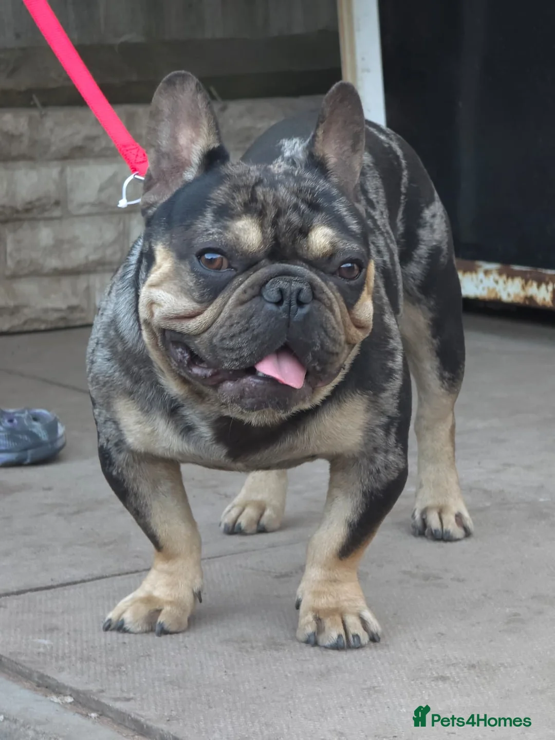 American Bully dogs for sale: Phantom is looking for new house  - Advert 3