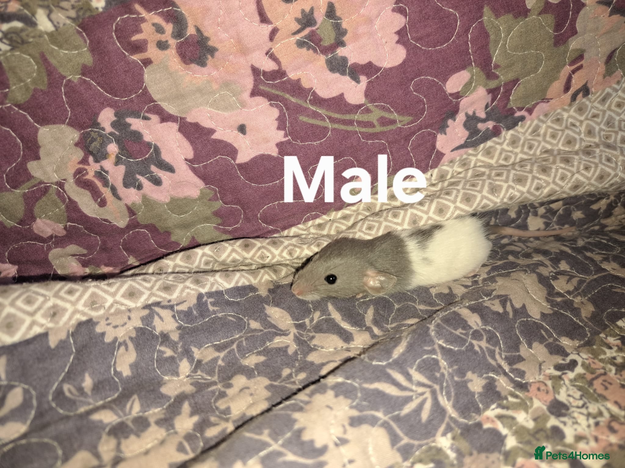 Rat rodents Fancy Rats  - Advert 1