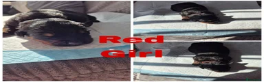 Rottweiler Puppy 2