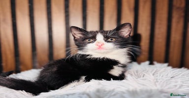 Mixed Breed cats - Advert 13