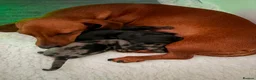 Miniature Dachshund dogs for sale: Beautiful KC registered Miniature Dachshund pup  - Advert 5