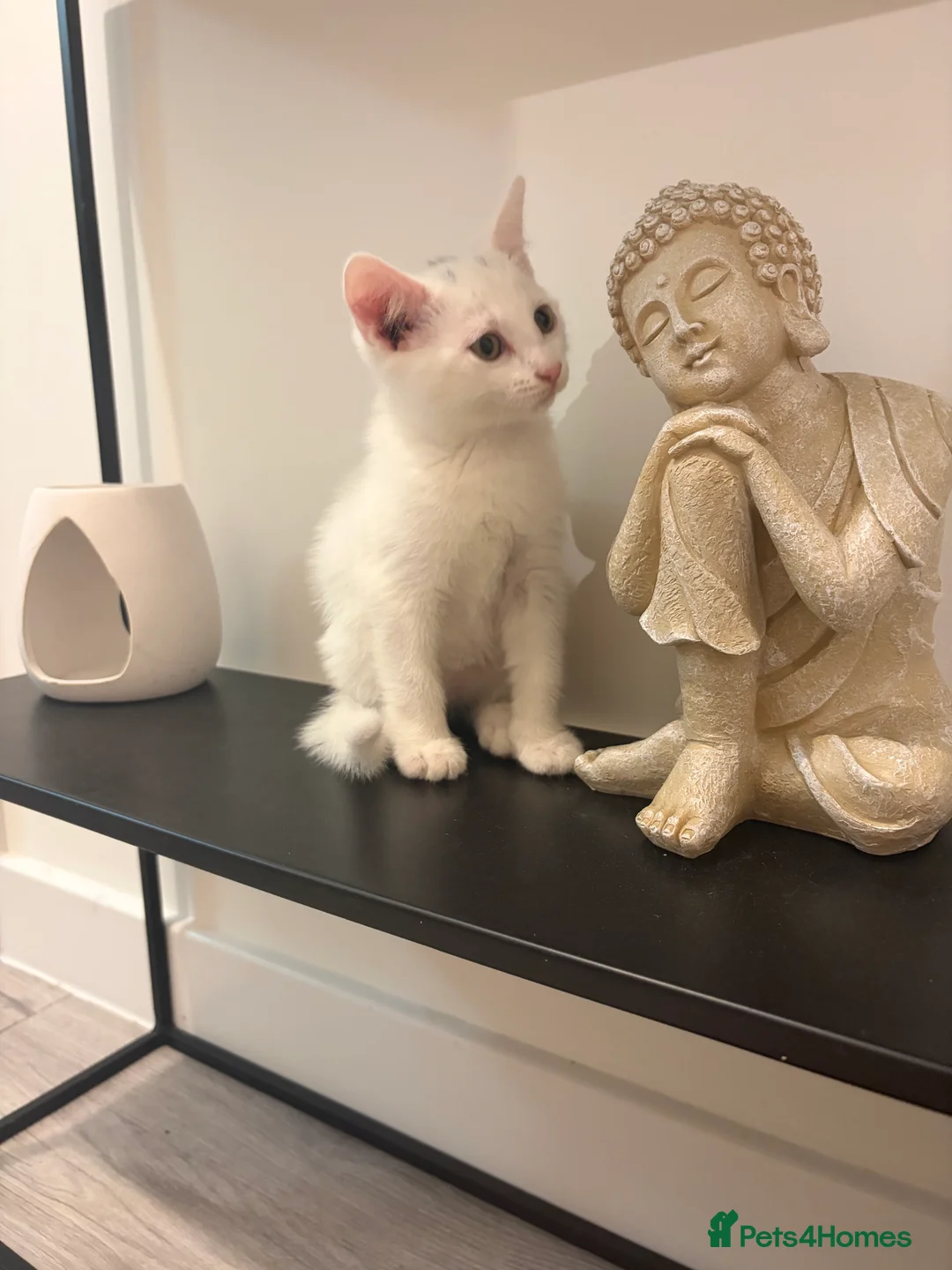 Russian Blue cats for sale: Russian White kittens Ready to go now  - Advert 2