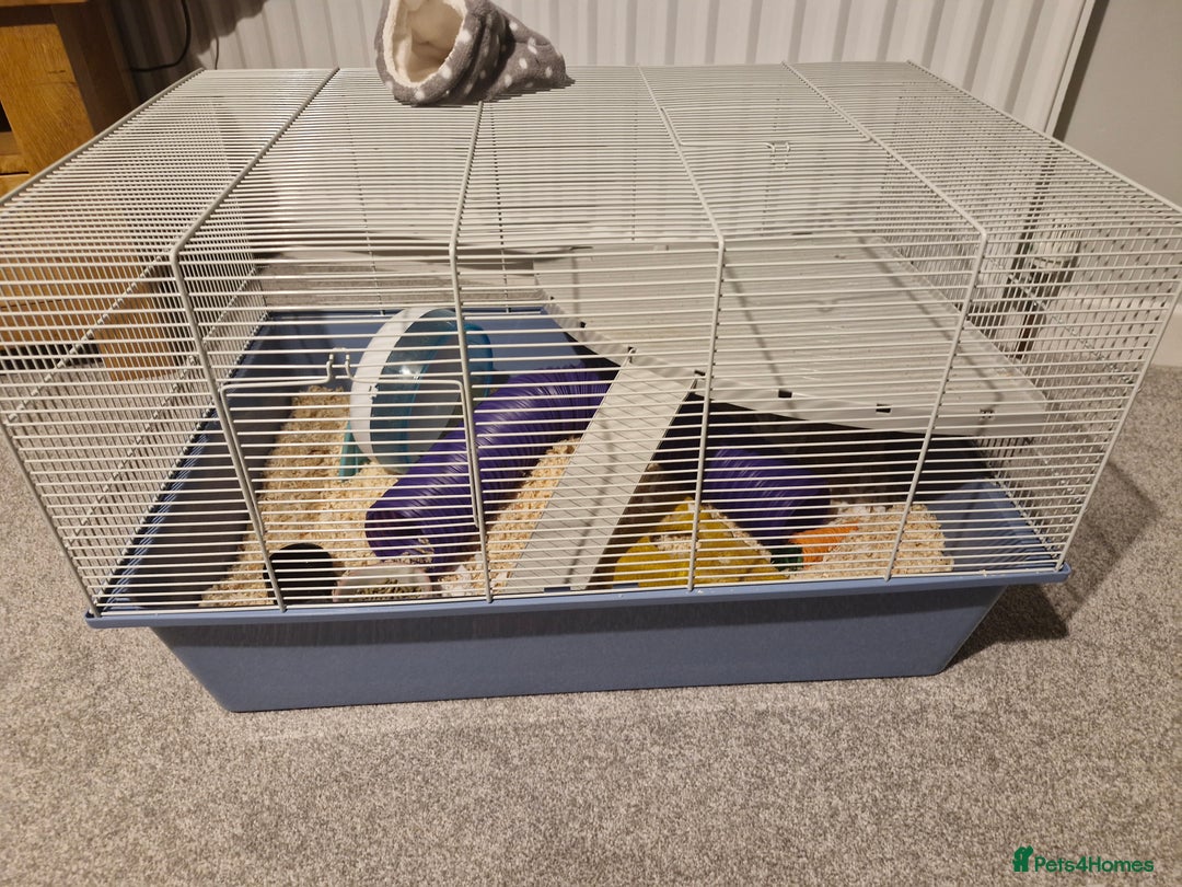Hamster rodents for sale: Drawf hamster, female - Image 5