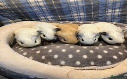 Guinea Pig rodents for sale: Lots of lovely baby guinea pigs - Image 6