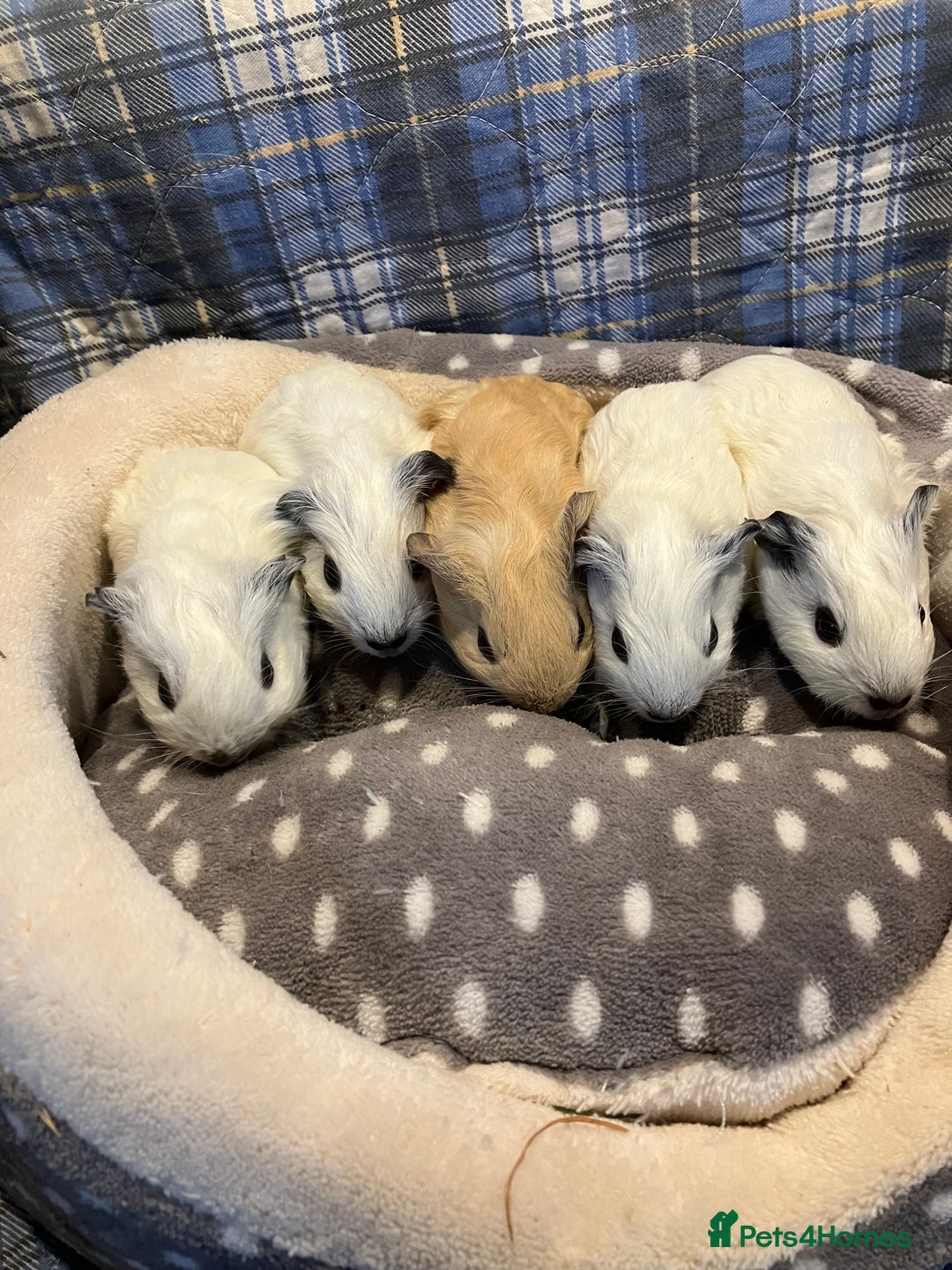Guinea Pig rodents for sale: Lots of lovely baby guinea pigs - Image 6