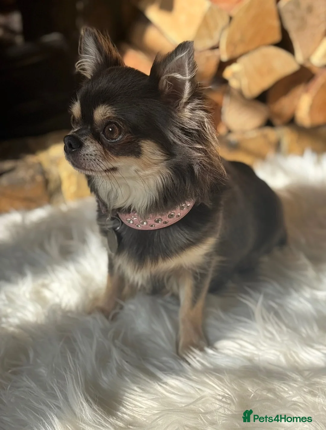 Chihuahua dogs for sale: KC REG, DNA HEALTH TESTED, TINY, VERY RARE 🐶😍 - Advert 1