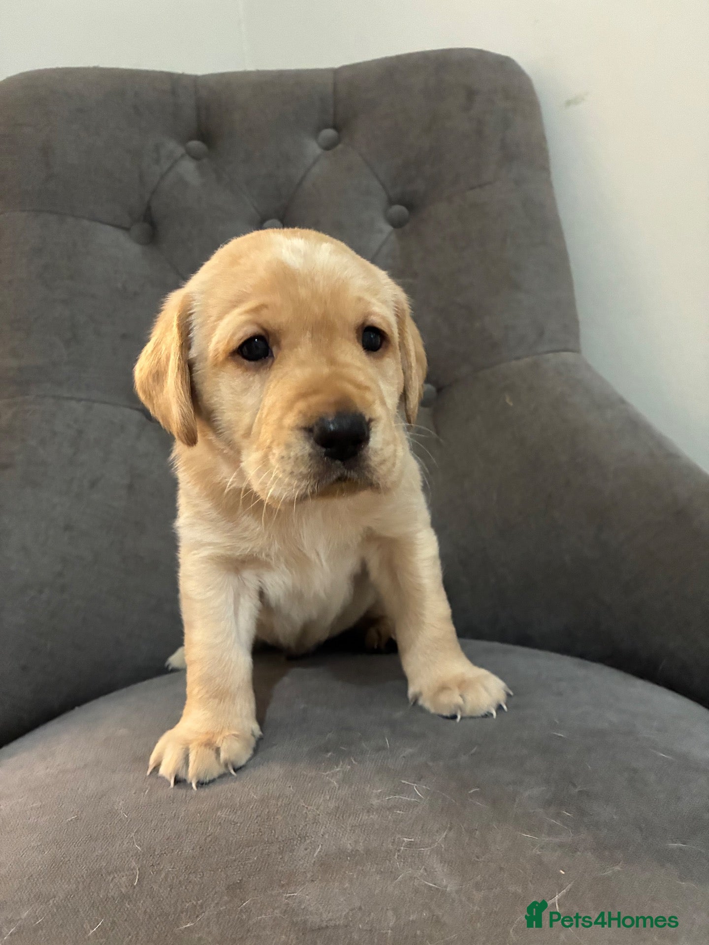 Labrador Retriever dogs for sale: 🐾 GORGEOUS LABRADOR PUPPIES – BORN 25TH SEPTEMBER - Advert 15