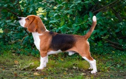 Beagle dogs for stud: Winner at Crufts 2025! in Tonbridge - Image 11