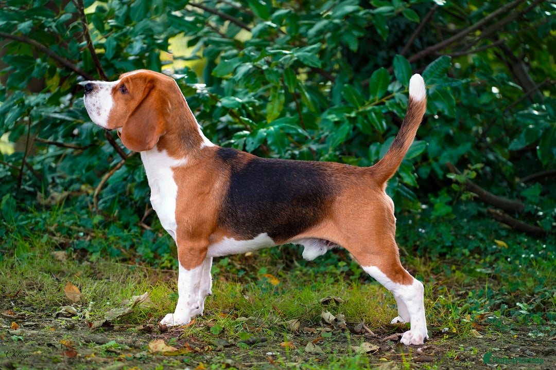 Beagle dogs for stud: Winner at Crufts 2025! in Tonbridge - Image 11