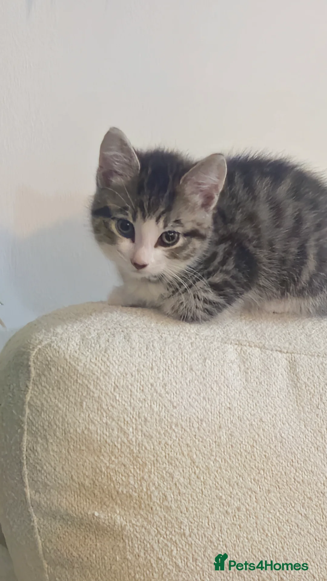 Mixed Breed cats for sale: Kitten  in Newcastle upon Tyne - Advert 1