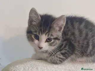 Mixed Breed cats Kitten in Newcastle upon Tyne - Advert 1