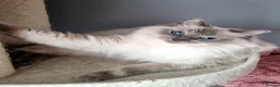 Ragdoll cats for sale: DNA tested Ragdoll kittens  - Advert 19
