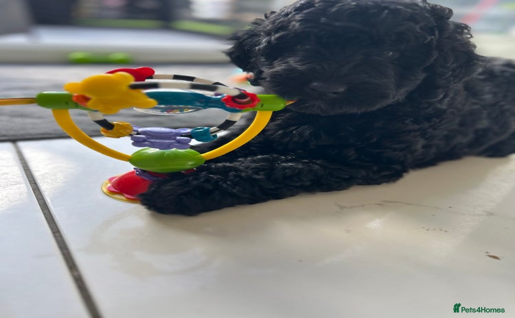 Bernedoodle dogs - Advert 1