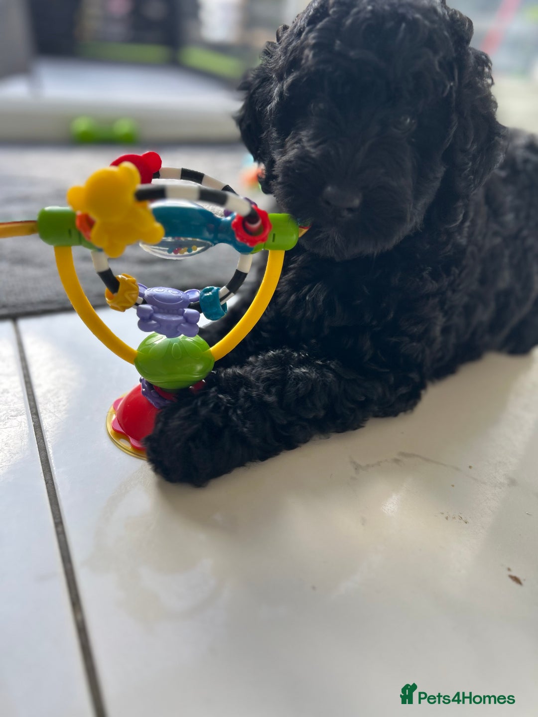 Bernedoodle dogs for sale: Bernedoodle girl ready now - Image 1
