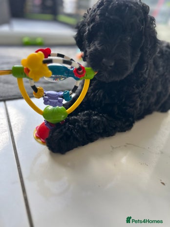 Bernedoodle dogs - Advert 3