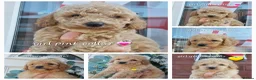 Cavapoochon dogs for sale: Beautiful cavapoochon puppies  - Advert 7