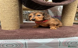Dachshund dogs for sale: KC Registered Quality Mini Dachshunds long hair  - Image 36