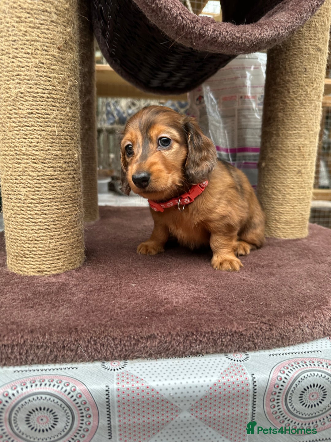Dachshund dogs for sale: KC Registered Quality Mini Dachshunds long hair  - Image 36