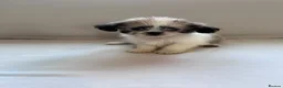 Shih Tzu dogs for sale: Shih Tzu puppies - Advert 8