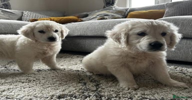 Golden Retriever dogs - Advert 12