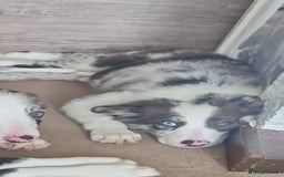 Border Collie dogs for sale: Blue merle border collie - Image 6