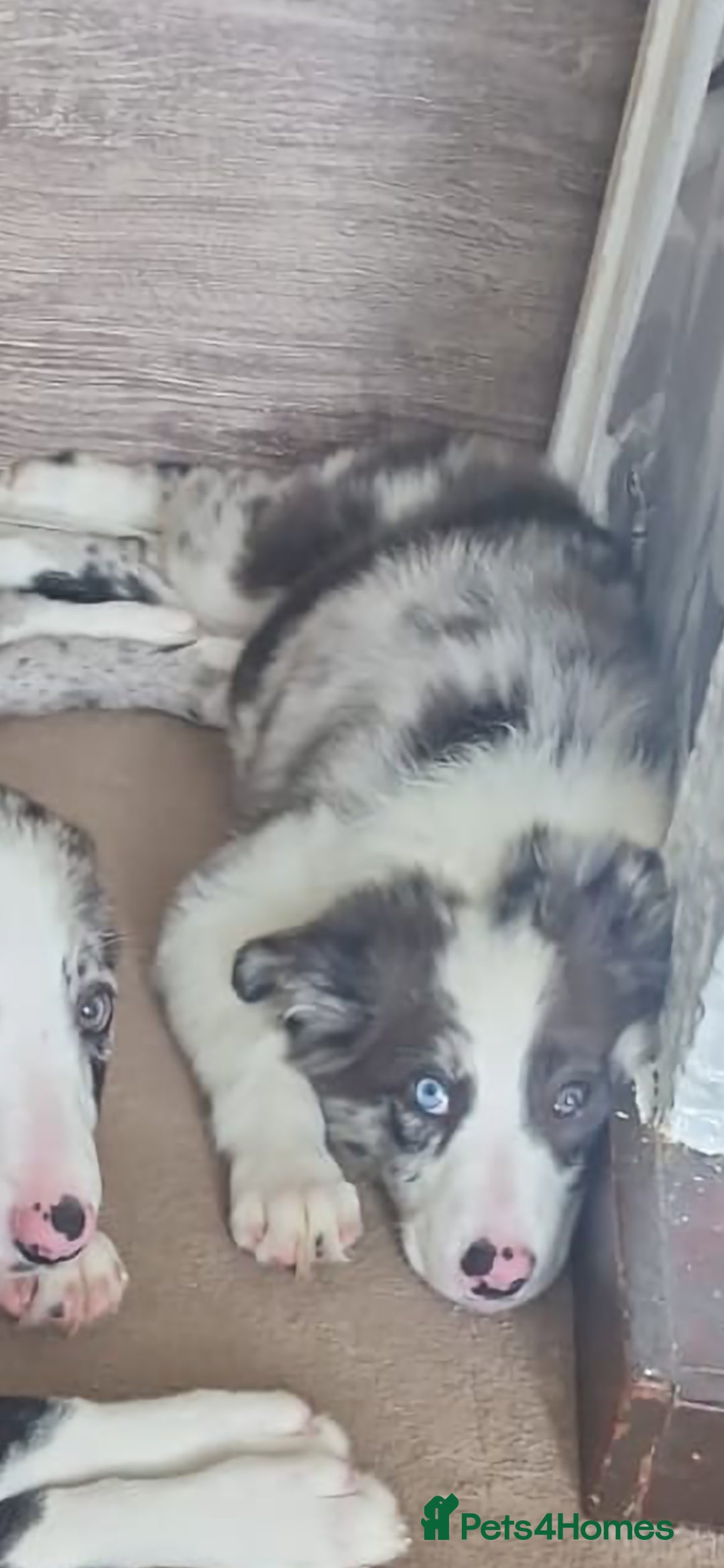 Border Collie dogs for sale: Blue merle border collie - Image 6