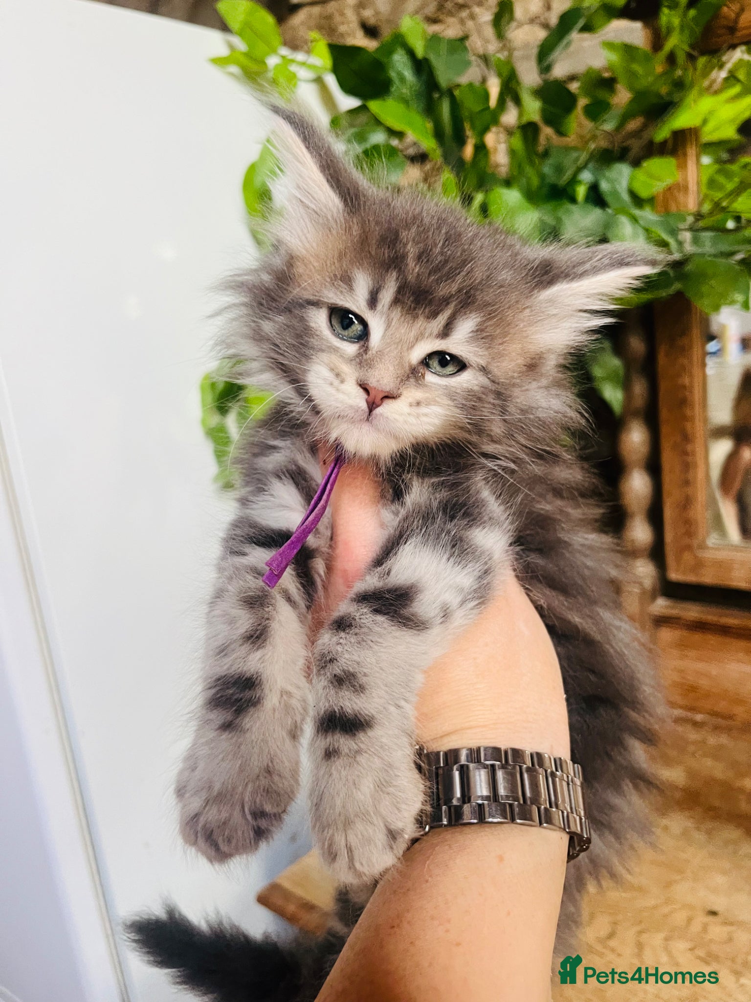 Maine Coon cats Stunning pedigree Maine coon kittens TICA  - Advert 2