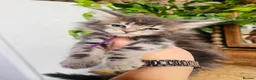Maine Coon cats for sale: Stunning pedigree Maine coon kittens TICA  - Advert 6