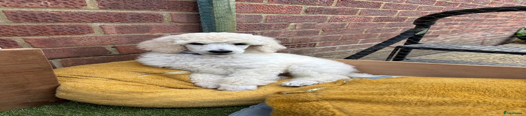 Standard Poodle Puppy 3