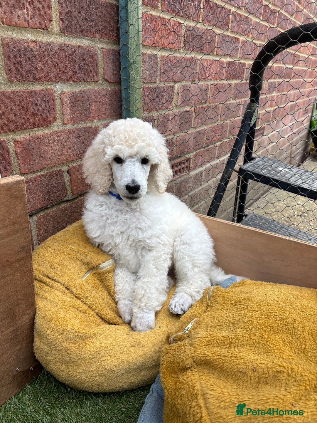 Standard Poodle dogs for sale: Standard poodle  - Image 36