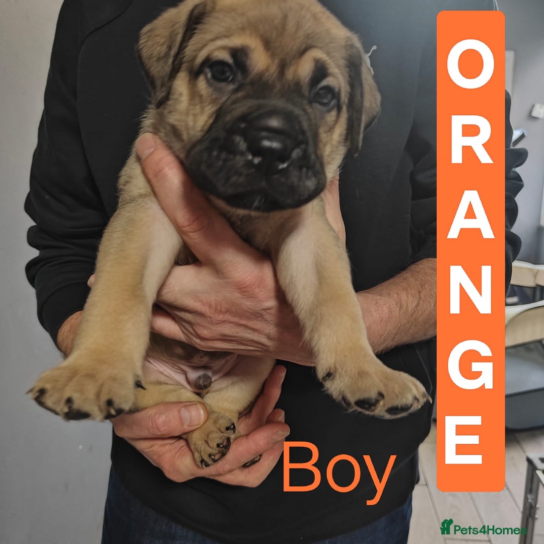 Mixed Breed dogs for sale: Dogue de Bordeaux cross presa canario  - Advert 8