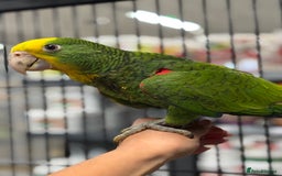 Parrots birds for sale: Stunning variety of baby handreared Amazons  - Image 9