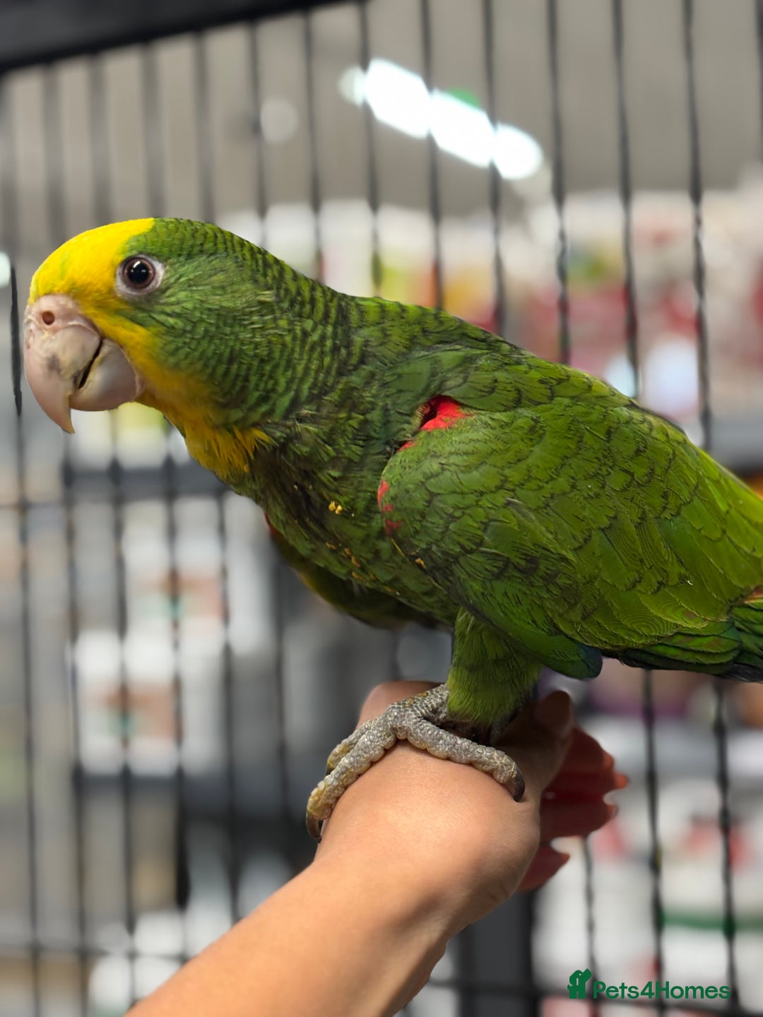 Parrots birds for sale: Stunning variety of baby handreared Amazons  - Image 9